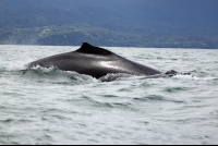 ballena aventura tour whale 
 - Costa Rica