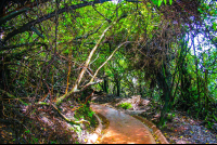 trails poas volcano 
 - Costa Rica