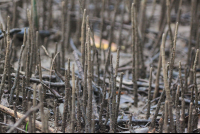 mangrove poking out
 - Costa Rica