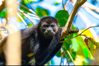 Howler Monkey On A Tree Nosara Reserve
 - Costa Rica