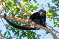 Howler Monkey On A Branch At Cabo Blanco Reserve
 - Costa Rica