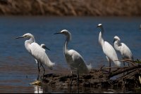 Birds In Nosara During Kayak Tour
 - Costa Rica