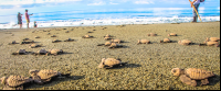 Turtle Sprinting To The Ocean At Playa Piro
 - Costa Rica