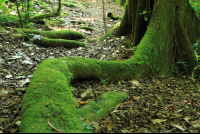 san gerardo roots 
 - Costa Rica