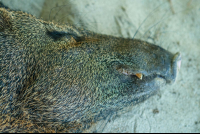 Collared Peccary Sleeping Face Close Up Tortuga Island
 - Costa Rica