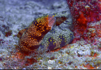 eel underwater 
 - Costa Rica