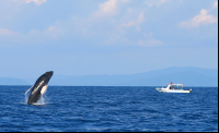 whale watching tour breeching whale 
 - Costa Rica