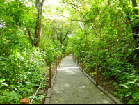 Trail For Disable At Carara National Park
 - Costa Rica