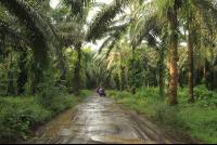 fourtrax path 
 - Costa Rica