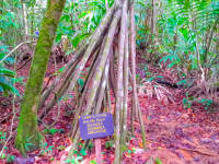 Tree With Long Roots Corcovado Canopy Tour
 - Costa Rica