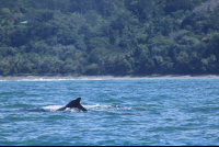 Uvita Beach Attraction Humpback
 - Costa Rica