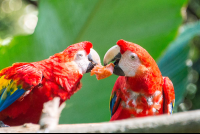 scarlet macaw parque simon bolivar san jose 
 - Costa Rica