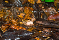 Eggs Laid On The Ground By A Bird In Los Patos Trail
 - Costa Rica