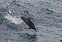 dolphins jumping 
 - Costa Rica