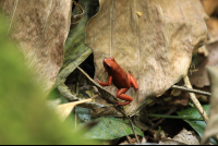 Gandoca Manzanillo Wildlife Refuge Strawberry Poison Dart Frog
 - Costa Rica