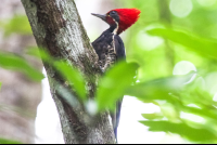 Lineated Woodpecker Curu
 - Costa Rica