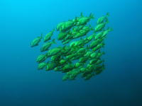 fish underwater 
 - Costa Rica