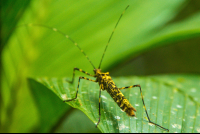 Insect Celeteste River Waterfall Tour
 - Costa Rica