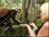 kids saving the rainforest attraction snacks for spider monkeys 
 - Costa Rica