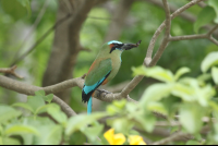 turquoise browed motmot profile 
 - Costa Rica