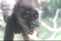 sticking tongue monkey 
 - Costa Rica