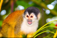 Squirrel Monkey Corcovado
 - Costa Rica