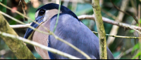 tortuguero national park attraction boat billed heron 
 - Costa Rica