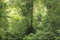 titi canopy tour guide in forest 
 - Costa Rica