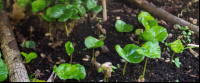 monteverde coffee farm coffe seedlings 
 - Costa Rica