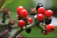 childrens eternal rainforest san gerardo berries 
 - Costa Rica