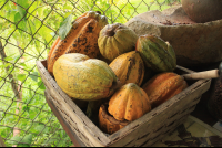 villa vanilla farm cacao pods 
 - Costa Rica