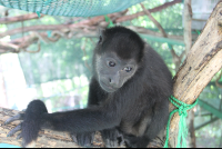 looking over shoulder monkey 
 - Costa Rica