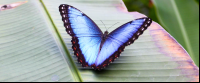 morpho butterfly montezuma butterfly gardens 
 - Costa Rica