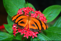 Orange Tiger Butterfly On Flowers La Paz Waterfall Gardens
 - Costa Rica