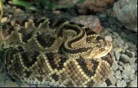 rainforest adventures tropical rattlesnake 
 - Costa Rica