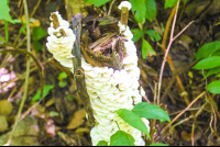 Mushroom
 - Costa Rica