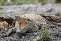 crocodile safari tour american croc 
 - Costa Rica