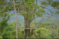 Tree Platform Of Blue River Zipline Rincon De La Vieja
 - Costa Rica