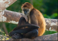 Lone Spider Monkey On Tree Branch Edit
 - Costa Rica