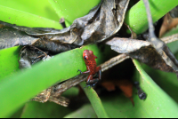 evergreen lodge blue jean poison dart frog 
 - Costa Rica