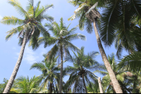 Palm Trees
 - Costa Rica