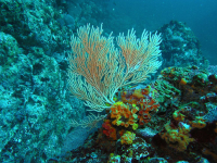 coral cano island 
 - Costa Rica