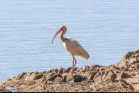 Ibis On Lajas Rivermouth
 - Costa Rica