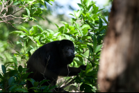 howler monkey nosara reserve 
 - Costa Rica