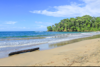 punta uva driftwood 
 - Costa Rica