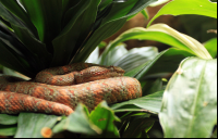 Jaguar Rescue Center Pit Viper
 - Costa Rica