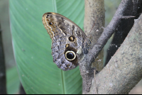 Owl Butterfly On A Branch
 - Costa Rica