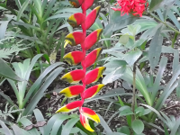 Heliconia Plant
 - Costa Rica