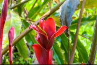 Flower In The Gardens Of Finca Exotica Carate
 - Costa Rica