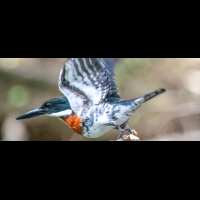 penas blancas amazon king fisher taking off
 - Costa Rica